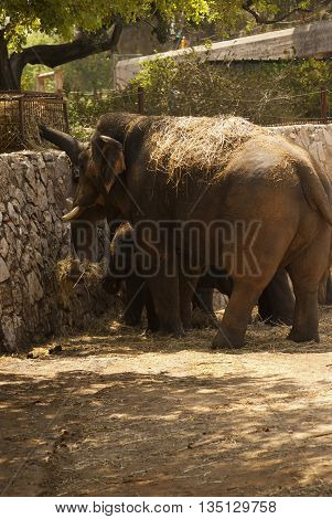 funny and dangerous animals in their territory