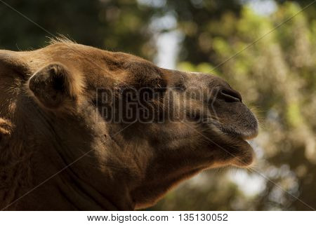 funny and dangerous animals in their territory