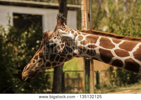 funny and dangerous animals in their territory
