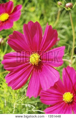 Flowers3