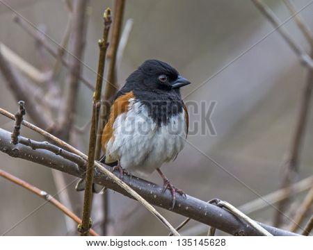 A striking male Eastern Towhee perches on a branch to survey its surroundings on the edge of a midwest woodland.
