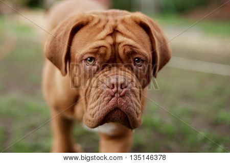 dogue de bordeaux portrait close up details of face