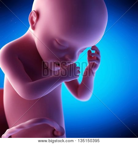 3d rendered, medical 3d animation of a fetus - week 30