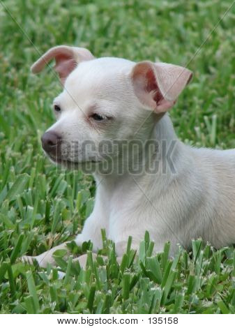 Cucciolo bianco posa sull'erba