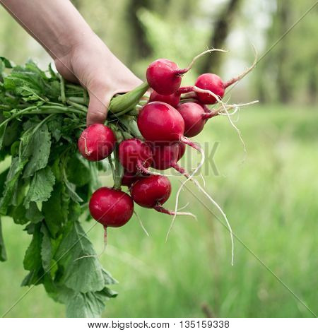 A girl holding a bunch of radishes in hand. Close-up.