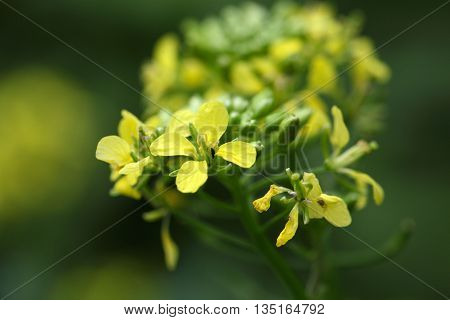 Macro photo of White mustard (Sinapis alba) flowers.