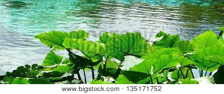 Elephant Ear plants, also known as Colocasia and Taro, at Rainbow Springs State Park, the source of the Rainbow River in central Florida.