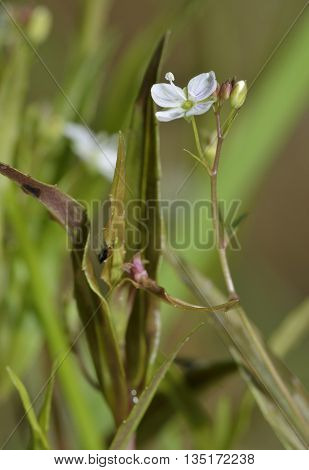 Marsh Speedwell - Veronica scutellata Small Wetland Flower