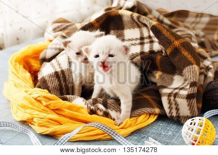 White newborn kittens in a plaid blanket. Sweet adorable tiny kittens on a serenity blue wood background play with cat toy and ribbon. Small cats. Funny kittens crawling and meowing