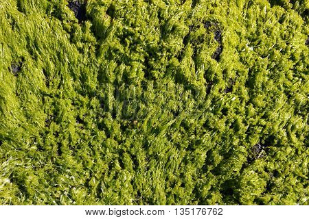 Seaweed from the coastline in the Faroe Islands