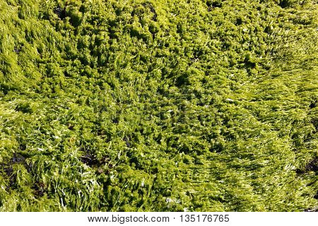 Seaweed from the coastline in the Faroe Islands