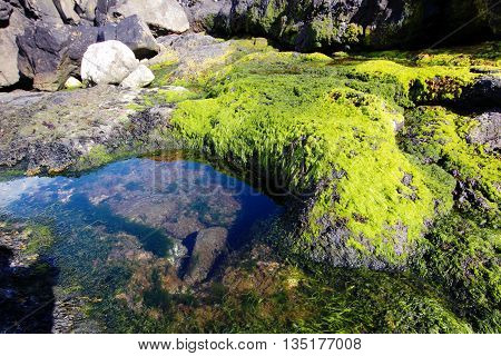 Seaweed from the coastline in the Faroe Islands