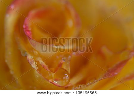 Close up of an orange Rose with water droplets