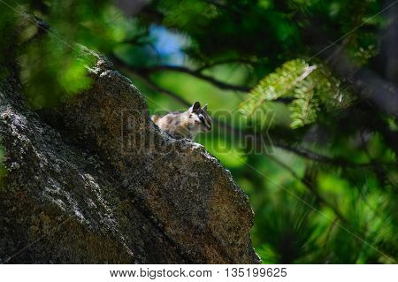 Chipmunk Perched on a Rock in the Woods