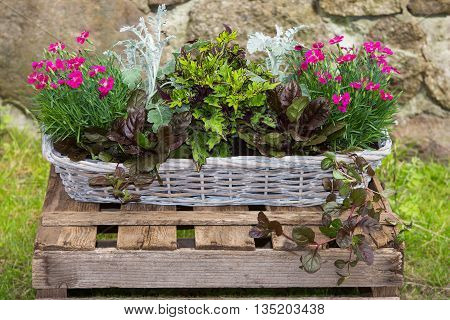 Potted Garden Plants In A Basket.