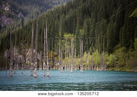Kaindy Lake in Tien Shan mountain system Kazakhstan