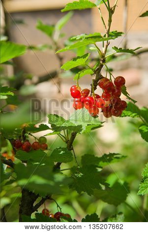 Ripe currant berries grow on the branches
