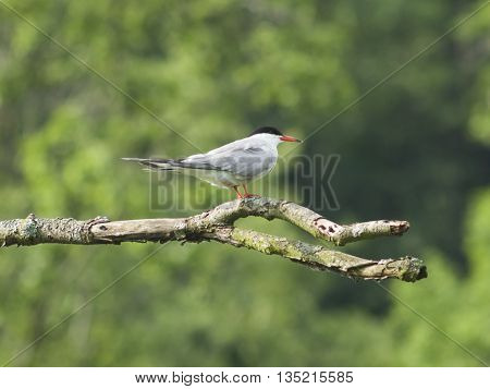 Common tern Sterna hirundo on dry branch of dead tree close-up portrait selective focus shallow DOF