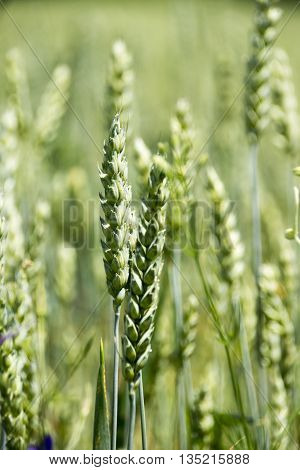 Ear of wheat in green wheat fiel