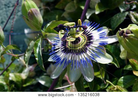 Open passionflower  varieties  Passiflora caerulea in the bush