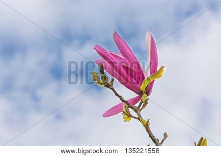 Spring magnolia flower against a blue sky.