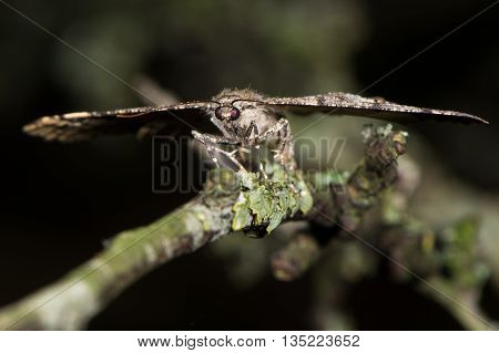 Mottled beauty moth (Alcis repandata) head on. British insect in the family Geometridae the geometer moths laying eggs on blackthorn
