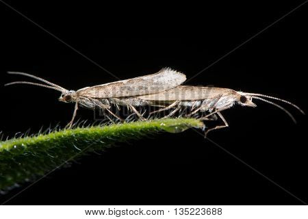 Diamond-back moths (Plutella xylostella) mating. Migratory insects in the family Plutellidae in cop known as a pest of vegetable crops including cabbage