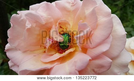 green beetle is eating a rose. Green ruby in pink ​​rose
