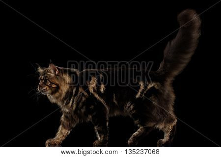 Beautiful Large Maine Coon Cat Walk with furry tail Isolated on Black Background, Side view