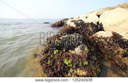Many Fresh Mussels Attached To Rocks Of The Adriatic Sea