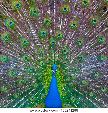 Peacock showing his majestic tail during the mating season.