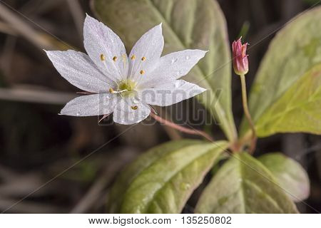 An Arctic Starflower Close Up macro image.