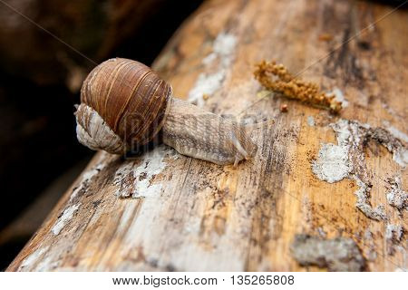 Helix Pomatia, Common Names The Burgundy Snail, Roman Snail, Edible Snail Crawling On The Trunk Tree