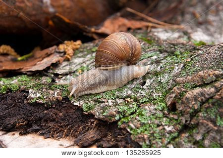 Helix Pomatia, Common Names The Burgundy Snail, Roman Snail, Edible Snail Crawling On The Trunk Tree
