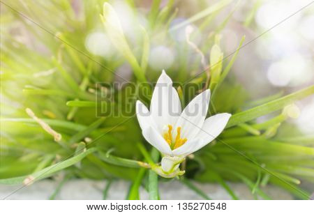 White Flowers Zephyranthes Lily Or Rain Lily With Romantic Soft Mood And Blank Space Area For Backgr
