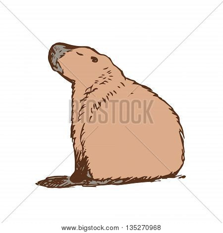 Graphic image large water rodent. Colored drawing - capybara brown. Vector illustration