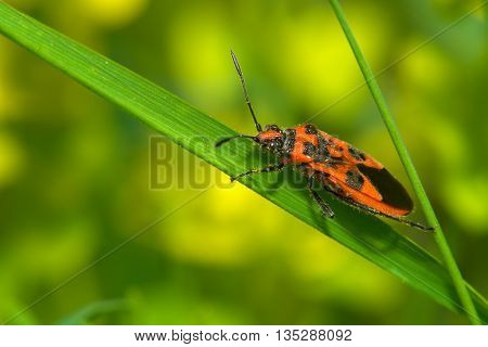 Red and black beetle on the green grass