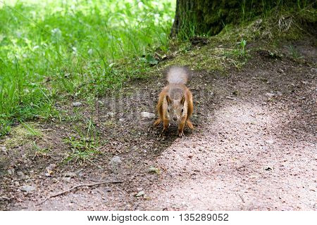 Squirrel runs along the path in the grass in the forest