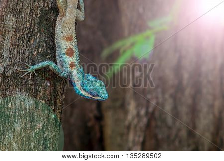 Blue head tree lizard,the local lizard of Thailan