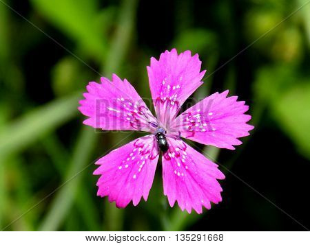 Beautiful daisy flower on meadow in wild nature during spring