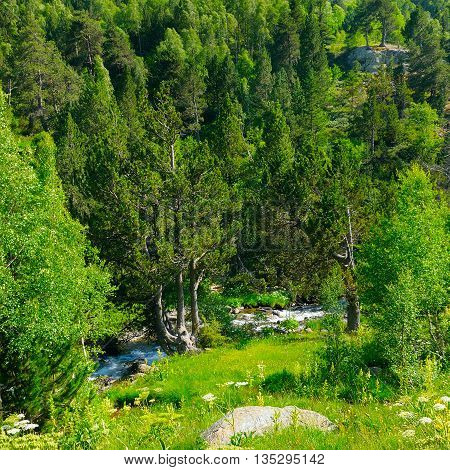 mountain landscape with trees grasses and creek
