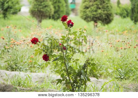 Red Rose in Park of Samanids in Bukhara