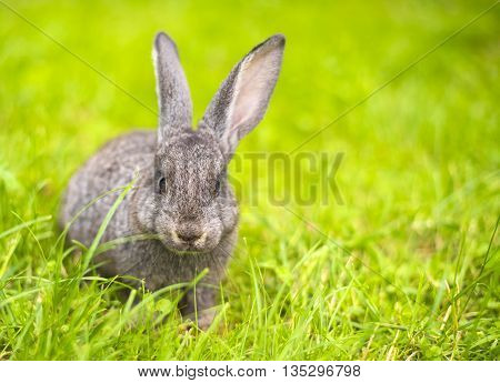 Beautiful young small rabbit on the green grass in summer day. Gray bunny rabbit on grass background. Rabbit eats grass
