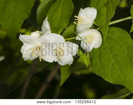 White flowers on mock-orange shrub with bokeh background macro selective focus shallow DOF