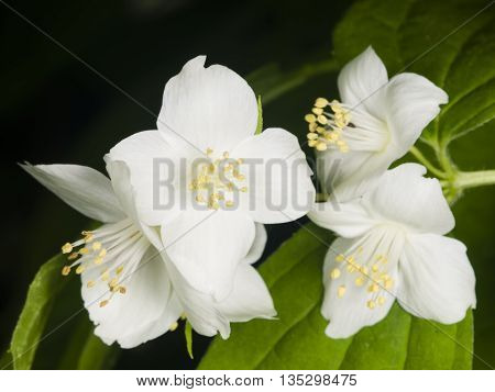 White flowers on mock-orange shrub with bokeh background macro selective focus shallow DOF