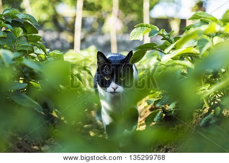 Cat is moving stealthy to catch a mouse.