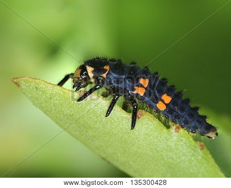 Ladybug larva crawling on natural green leaf