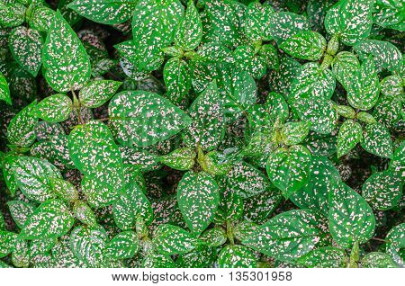 Pattern of Polka dot plant (Hypoestes phyllostachya) top view. Selective Focus.