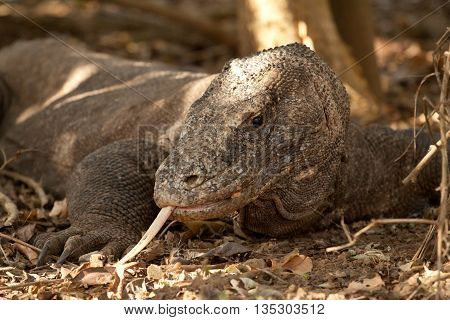 Komodo Dragon, the largest lizard in the world, Komodo Natinal Park, Indonesia
