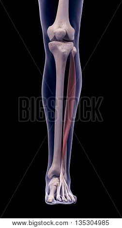 3d rendered, medically accurate illustration of the extensor digitorum longus